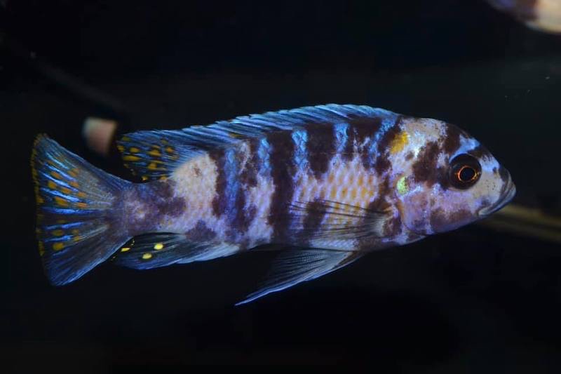 Maylandia zebra 'Masinje'